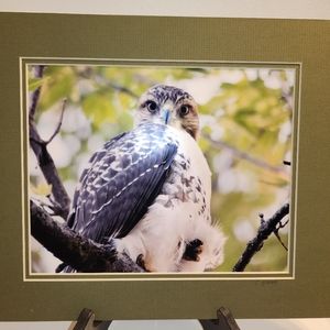 Original Nature Photography "Juvenile Red-tailed Hawk". Printed Metallic Paper.